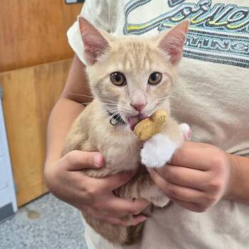 Brick 28533 -  Domestic Short Hair Cat for Adoption in Middleburg, Florida - Brick 28533 | PetCurious