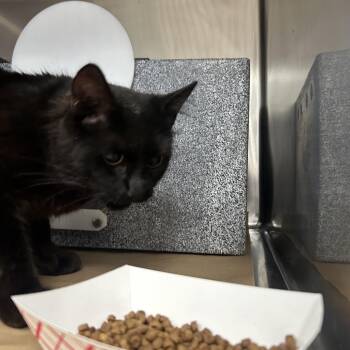 Felicia -  Domestic Medium Hair Cat for Adoption in Greenville, South Carolina - Felicia | PetCurious