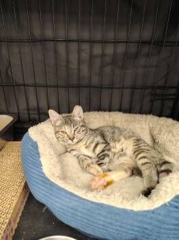 Arabella -  Domestic Short Hair Cat for Adoption in Logan, Utah - Arabella | PetCurious