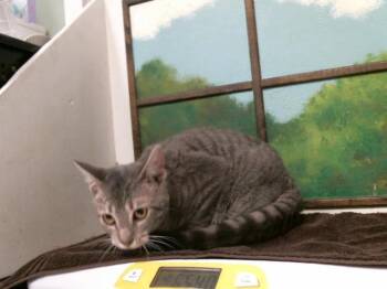 LITTLE TUB TUB -  Domestic Short Hair Cat for Adoption in Houston, Texas - LITTLE TUB TUB | PetCurious