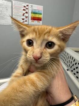 Gordy -  Domestic Short Hair Cat for Adoption in Bloomington, Indiana - Gordy | PetCurious