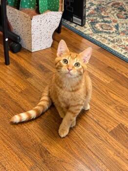 Jason -  Domestic Short Hair Cat for Adoption in Williamsport, Pennsylvania - Jason | PetCurious