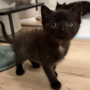 Rescue Domestic Short Hair Cats for Adoption in Delaware, Ohio - Ladle | PetCurious