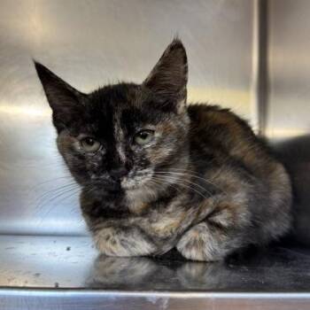 Tom Kha -  Domestic Short Hair Cat for Adoption in Richmond, Virginia - Tom Kha | PetCurious