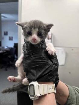 Domestic Short Hair Cats Available for Adoption in Sevierville, Tennessee - Speedwagon | PetCurious