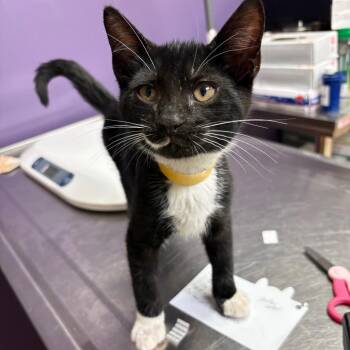 Biggie -  Domestic Short Hair Cat for Adoption in Newark, New Jersey - Biggie | PetCurious