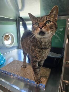 Domestic Short Hair Cats Available for Adoption in Wellington, Kansas - Spider | PetCurious