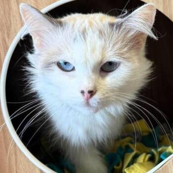 Snowball -  Ragdoll and Siamese Cat for Adoption in Lenexa, Kansas - Snowball | PetCurious