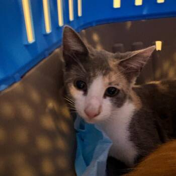 Ash -  Domestic Short Hair and Extra Toes Cat Hemingway Polydactyl Cat for Adoption in Costa Mesa, California - Ash | PetCurious