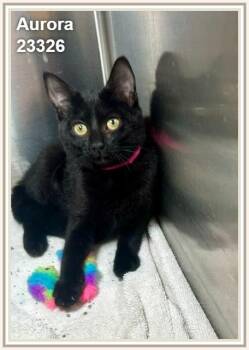 AURORA (see also COMET) -  Domestic Short Hair Cat for Adoption in Marietta, Georgia - AURORA (see Also COMET) | PetCurious