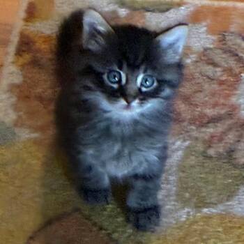 Walnut -  Domestic Short Hair Cat for Adoption in Columbia, Missouri - Walnut | PetCurious