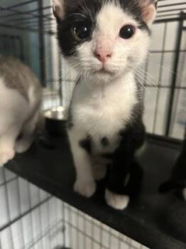 Stormy -  Domestic Short Hair Cat for Adoption in Palm Coast, Florida - Stormy | PetCurious