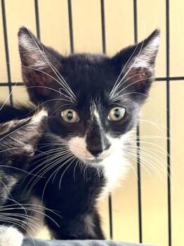 Chaos -  Domestic Short Hair Cat for Adoption in New Orleans, Louisiana - Chaos | PetCurious