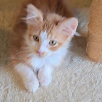 Jaxson -  Domestic Long Hair Cat for Adoption in League City, Texas - Jaxson | PetCurious