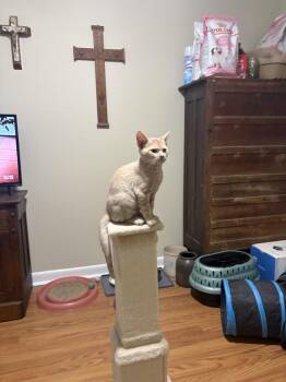 Claude -  Domestic Short Hair Cat for Adoption in Nashville, Tennessee - Claude | PetCurious