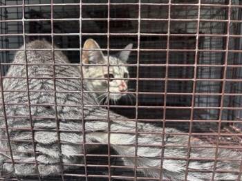A660861 -  Domestic Short Hair Cat for Adoption in Houston, Texas - A660861 | PetCurious