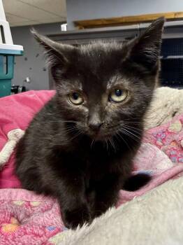 Domestic Short Hair Cats Available for Adoption - CAT - Etta | PetCurious