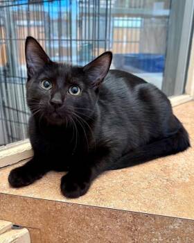 Benny -  Domestic Short Hair Cat for Adoption in Novato, California - Benny | PetCurious