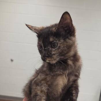 Spring -  Domestic Short Hair Cat for Adoption in Chattanooga, Tennessee - Spring | PetCurious