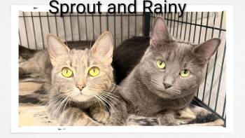 Sprout & Rainy -  Domestic Short Hair Cat for Adoption in Caistor Centre, Ontario - Sprout & Rainy | PetCurious