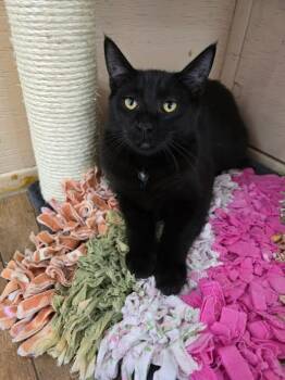 Yates -  Domestic Long Hair Cat for Adoption in Prineville, Oregon - Yates | PetCurious