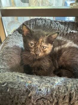 Rescue Domestic Short Hair Cats for Adoption in Danielsville, Georgia - Spicy | PetCurious