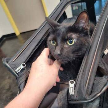 Domestic Short Hair Cats Available for Adoption in Memphis, Tennessee - Cameo | PetCurious