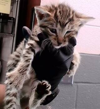 Dolly -  Domestic Short Hair Cat for Adoption in Nashville, Tennessee - Dolly | PetCurious