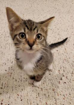Birdie -  Domestic Short Hair Cat for Adoption in Duxbury, Massachusetts - Birdie | PetCurious