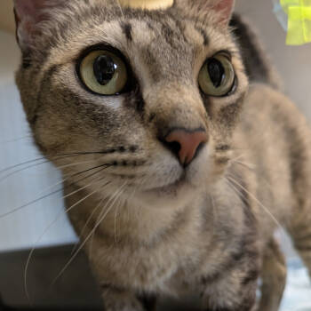 Rescue Domestic Short Hair Cats for Adoption in Saint Charles, Missouri - Nani | PetCurious