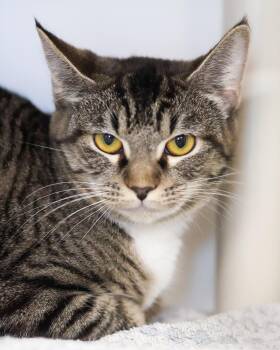 Domestic Short Hair Cats Available for Adoption in Bridgeport, Connecticut - MALAWI (0610) | PetCurious