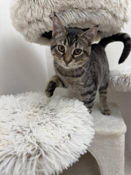 Chipmunk -  Domestic Short Hair Cat for Adoption in Newberg, Oregon - Chipmunk | PetCurious