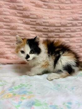 Shay -  Domestic Long Hair and Domestic Short Hair Cat for Adoption in Visalia, California - Shay | PetCurious