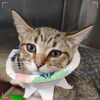 Catnip -  Domestic Short Hair Cat for Adoption in Dearborn, Michigan - Catnip | PetCurious