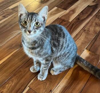 Lilith -  Domestic Short Hair Cat for Adoption in Raleigh, North Carolina - Lilith | PetCurious