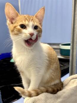 RUGRAT -  Domestic Short Hair Cat for Adoption in Kalamazoo, Michigan - RUGRAT | PetCurious