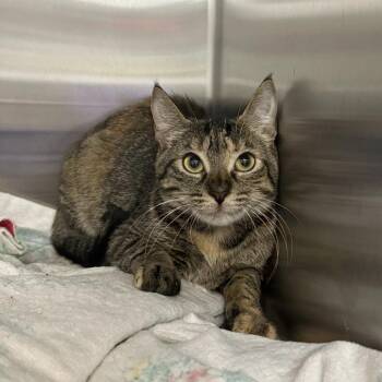 Peeps -  Domestic Short Hair Cat for Adoption in Jupiter, Florida - Peeps | PetCurious