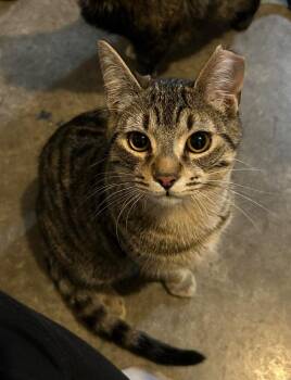 Domestic Short Hair Cats Available for Adoption in Portland, Indiana - Big Bob - Courtesy Post | PetCurious