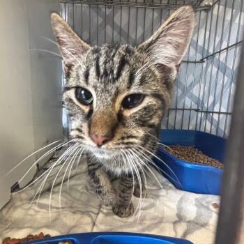 Rescue Domestic Short Hair Cats for Adoption in Vineland, New Jersey - Tigger | PetCurious