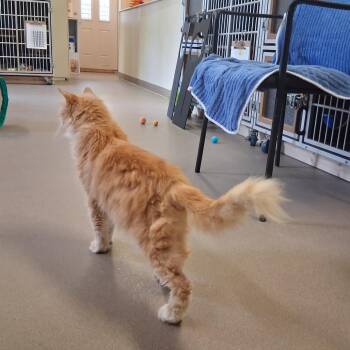 Domestic Long Hair Cats Available for Adoption in Middlebury, Vermont - Lacey | PetCurious