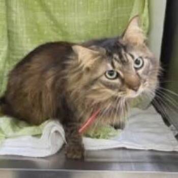 Domestic Medium Hair Cats Available for Adoption in Williston, Florida - Jaymack | PetCurious