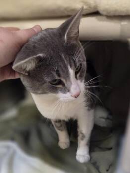 Biff -  Domestic Short Hair Cat for Adoption in Westland, Michigan - Biff | PetCurious