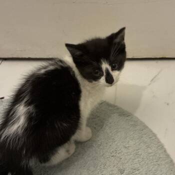 Domestic Short Hair Cats Available for Adoption in Greensboro, North Carolina - Sebastian | PetCurious