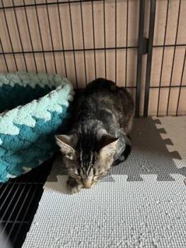 Domestic Short Hair Cats Available for Adoption in Barnesville, Georgia - 26-308 | PetCurious