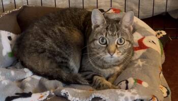 Domestic Short Hair Cats Available for Adoption - Kiki | PetCurious