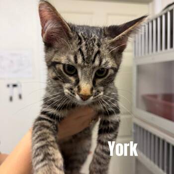 York *Meet me at Richfield Petsmart* -  Domestic Short Hair Cat for Adoption in Buffalo, Minnesota - York *Meet Me At Richfield Petsmart* | PetCurious