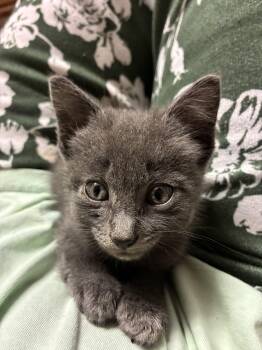 Captain Kate -  Domestic Short Hair Cat for Adoption in Bayonne, New Jersey - Captain Kate | PetCurious
