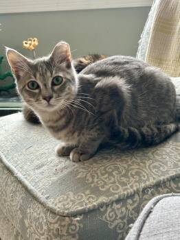 Rescue Domestic Short Hair Cats for Adoption in Bellmawr, New Jersey - Pandy Paws | PetCurious