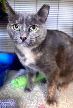 Abra -  Domestic Short Hair Cat for Adoption in Littlestown, Pennsylvania - Abra | PetCurious
