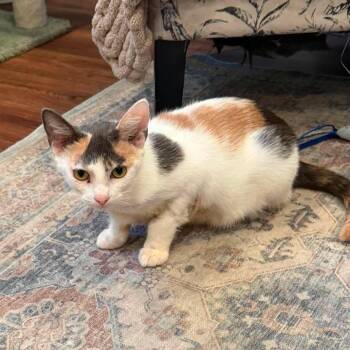 Zebra Cake -  Domestic Short Hair Cat for Adoption in Alexandria, Virginia - Zebra Cake | PetCurious